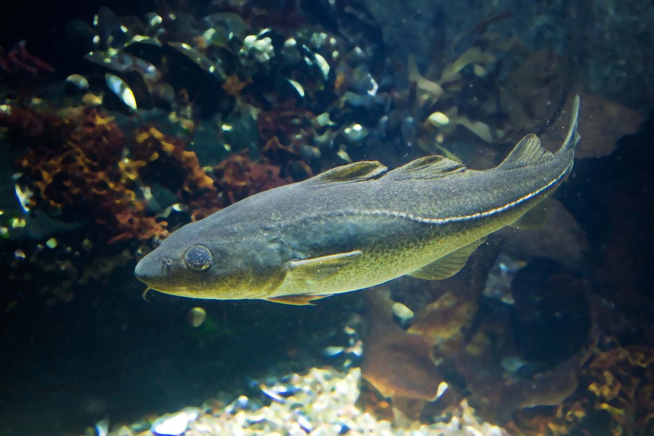 Ein Dorsch im Kieler Aquarium. Seine Artgenossen in der deutschen ...